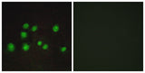 Elongin A2/3 rabbit pAb 50µL/100µL