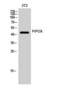PIPOX rabbit pAb