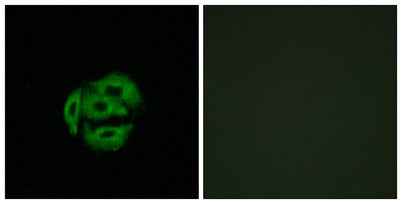 CYP39A1 rabbit pAb