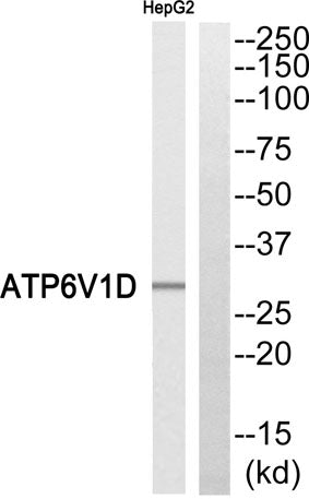 V-ATPase D rabbit pAb 50µL/100µL