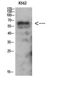 AMPKγ2 rabbit pAb