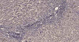 PDGFR-β (phospho Tyr771) rabbit pAb