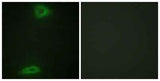 ERGIC-3 rabbit pAb