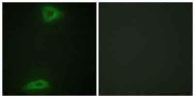 ERGIC-3 rabbit pAb