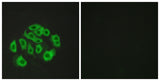 Endomucin rabbit pAb 50µL/100µL