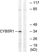 CYB5R1 rabbit pAb