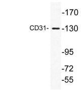 CD31 rabbit pAb