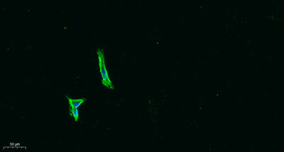 PEDF rabbit pAb 50µL/100µL