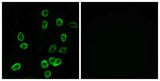 ATP5G3 rabbit pAb