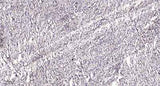 PKD2 (phospho Ser812) rabbit pAb
