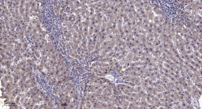 PC-PLD1 (phospho Thr147) rabbit pAb 50µL/100µL