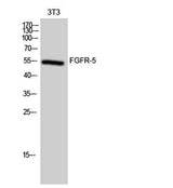 FGFR-5 rabbit pAb