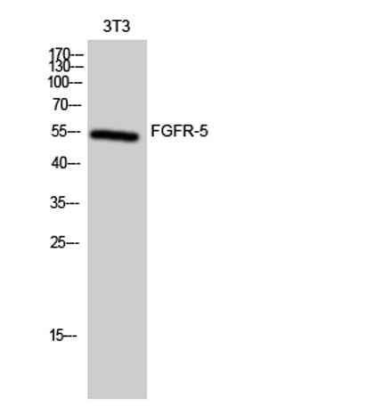 FGFR-5 rabbit pAb