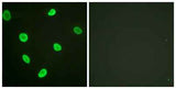 Acetyl Histone H2B (K12) rabbit pAb