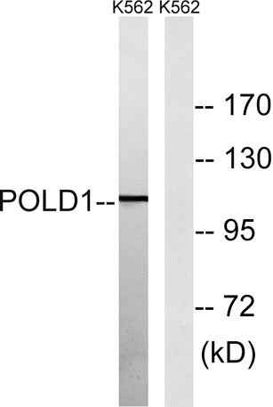 DNA pol δ cat rabbit pAb