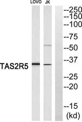 T2R5 rabbit pAb