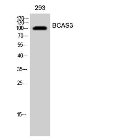 BCAS3 rabbit pAb