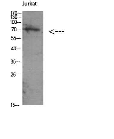 Atg16 rabbit pAb