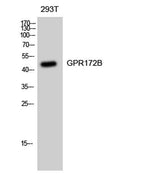 GPR172B rabbit pAb