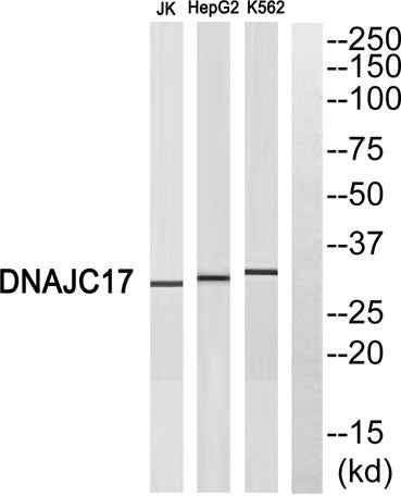 DnaJC17 rabbit pAb