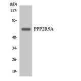 PP2A-B56-α rabbit pAb