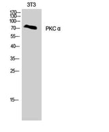 PKC α rabbit pAb