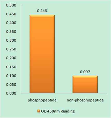 PKC δ (phospho Tyr64) rabbit pAb