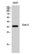 Dok-5 rabbit pAb