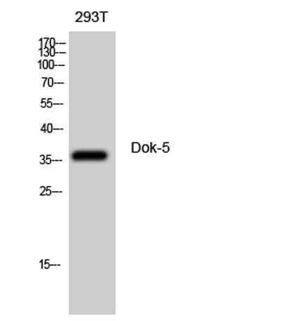 Dok-5 rabbit pAb