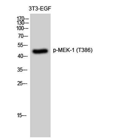 MEK-1 (phospho Thr386) rabbit pAb