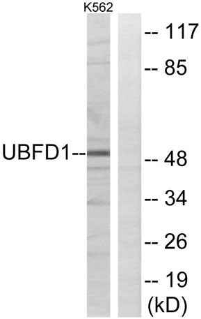 UBPH rabbit pAb