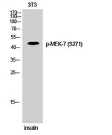 MEK-7 (phospho Ser271) rabbit pAb