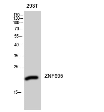 ZNF695 rabbit pAb 50µL/100µL