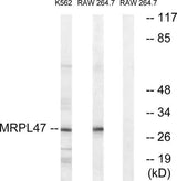 MRP-L47 rabbit pAb