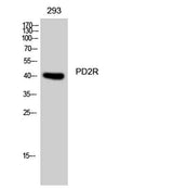 PD2R rabbit pAb