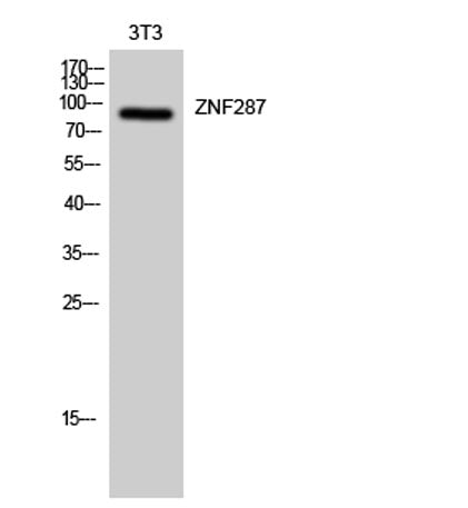 ZNF287 rabbit pAb 50µL/100µL