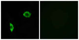 IP Receptor rabbit pAb