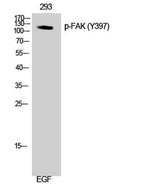 FAK (phospho Tyr397) rabbit pAb