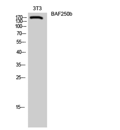 BAF250b rabbit pAb 50µL/100µL