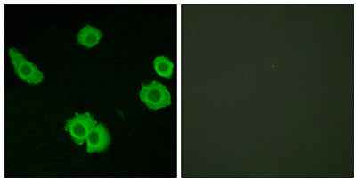 BAI-3 rabbit pAb