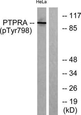 PTPα (phospho Tyr798) rabbit pAb