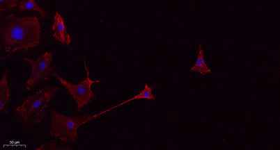 CD45 rabbit pAb