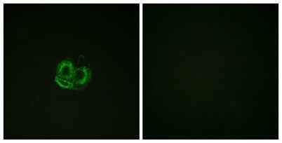 Actin-α/γ rabbit pAb