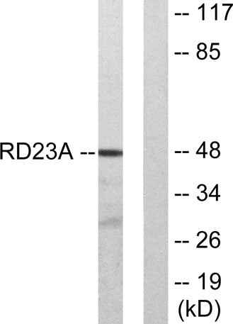Rad23A rabbit pAb
