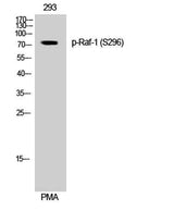Raf-1 (phospho Ser296) rabbit pAb