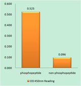 Raf-1 (phospho Ser621) rabbit pAb 50µL/100µL