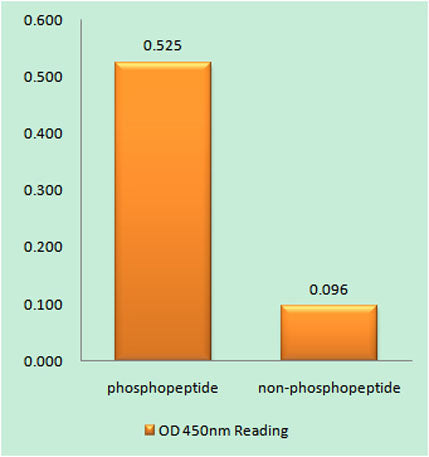 Raf-1 (phospho Ser621) rabbit pAb 50µL/100µL
