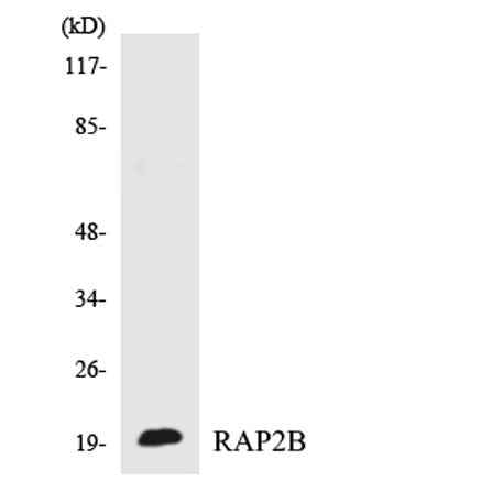 Rap 2B rabbit pAb