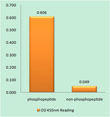 Rb (phospho Ser811) rabbit pAb 50µL/100µL