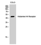 Histamine H4 Receptor rabbit pAb